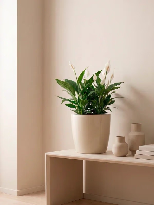 Спатифиллум в кашпо GREEN TOWN