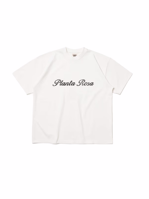 PLANTA ROSA
